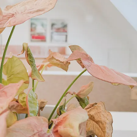Apartmán Codak Kluisbergen